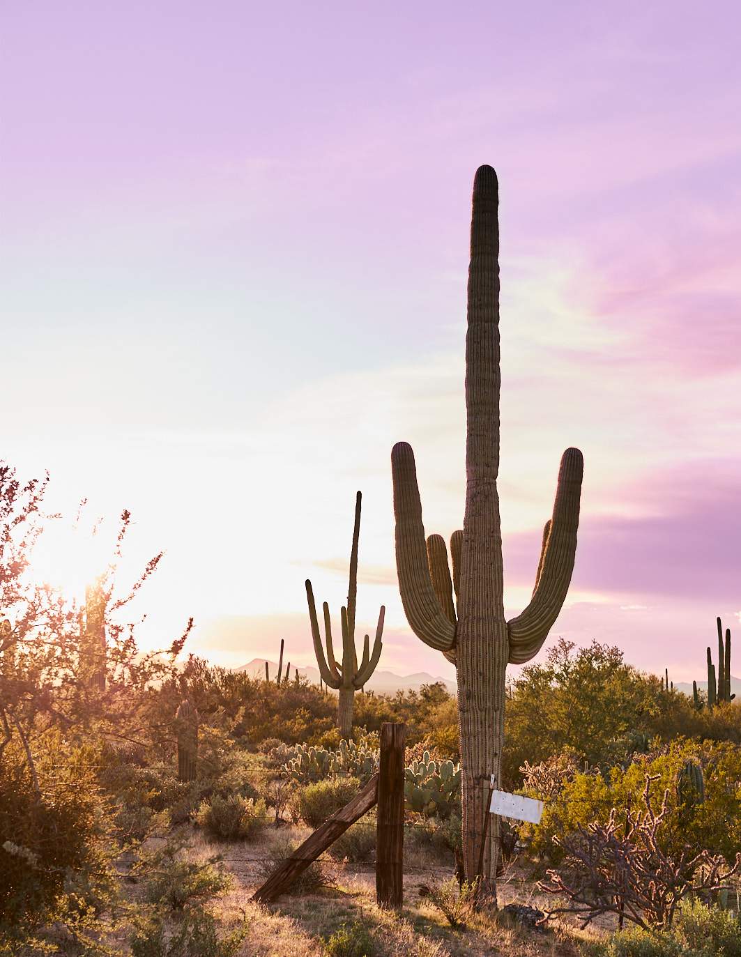 desert background with cactus